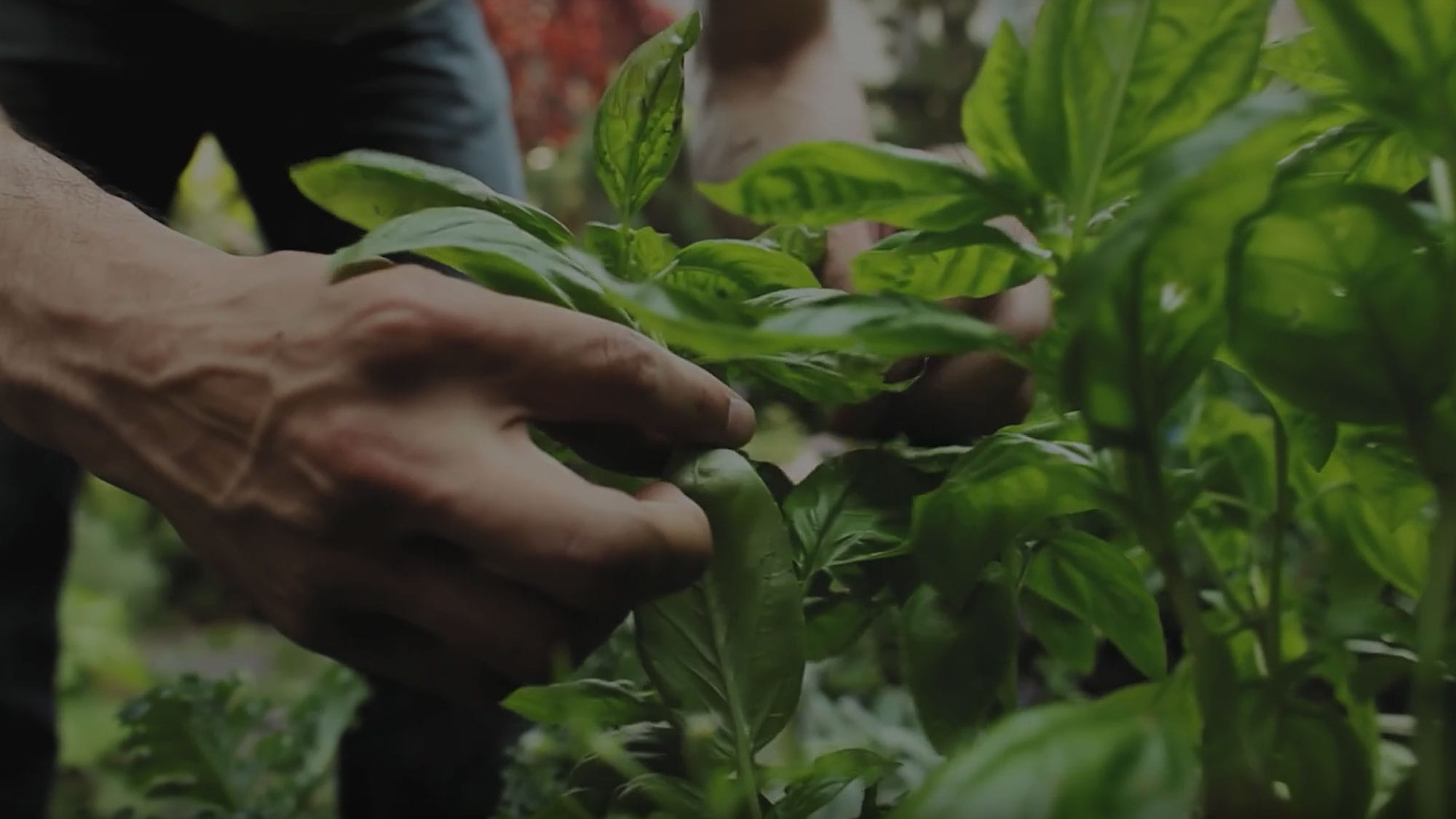 Descoperă aromele lumii