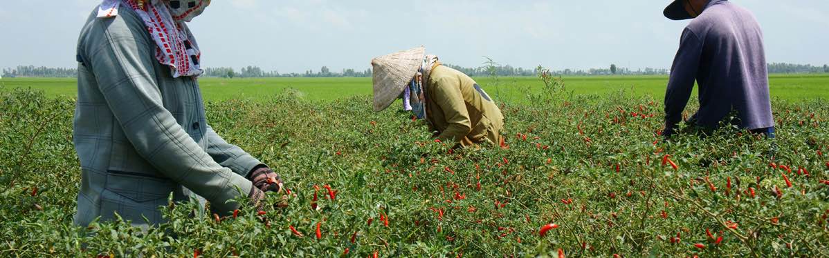 Sursa condimentelor noastre